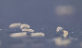 Larven der Fruchtfliege 