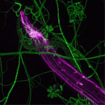 Mikroskopische Aufnahme des Räubers und der Beute, Arthrobotrys oligospora und des Nematoden Caenorhabditis elegans.  