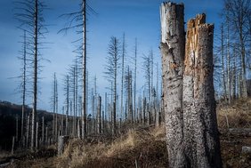 Beispielloser Biomasseverlust in Europas Wäldern seit 2018 Geschädigter Wald
