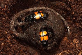 Elterntiere des Schwarzhörnigen Totengräbers (Nicrophorus vespilloides) beim Vorbereiten eines Mauskadavers für ihre Nachkommen. Elterntiere des Schwarzhörnigen Totengräbers (Nicrophorus vespilloides) beim Vorbereiten eines Mauskadavers für ihre Nachkommen.