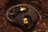 Elterntiere des Schwarzhörnigen Totengräbers (Nicrophorus vespilloides) beim Vorbereiten eines Mauskadavers für ihre Nachkommen. Elterntiere des Schwarzhörnigen Totengräbers (Nicrophorus vespilloides) beim Vorbereiten eines Mauskadavers für ihre Nachkommen.