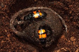  Elterntiere des Schwarzhörnigen Totengräbers (Nicrophorus vespilloides) beim Vorbereiten eines Mauskadavers für ihre Nachkommen. 