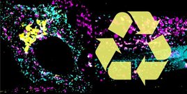 Fluoreszenzmikroskopisches Bild einer Zelle: Das Protein ARF-1 (gelb) steuert das Recycling in der Zelle. 