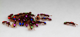 Durch automatisiertes Tracking wird die Komplexität der kollektiven Organisation von Ameisen sichtbar
