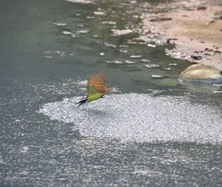 Der Angriff eines Vogels bringt einen Scharm von Schwefelfischen (Poecilia sulphuraria) zum Abtauchen. 