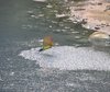 Der Angriff eines Vogels bringt einen Scharm von Schwefelfischen (Poecilia sulphuraria) zum Abtauchen. 