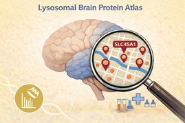 Lysosomen-Atlas des Gehirns