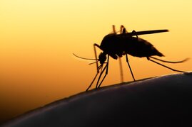 Anopheles-Mücke, die Malaria überträgt