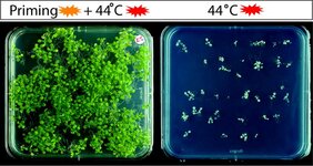 Arabidopsis-Keimlinge mit Priming