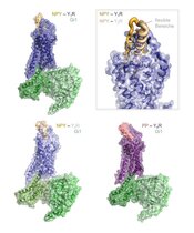 Strukturen von drei Peptid-Rezeptorkomplexen der menschlichen NPY Familie