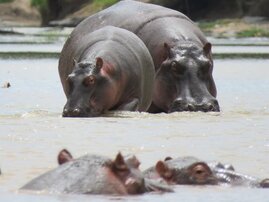 Flusspferde im Mara-Fluss in Kenia.  