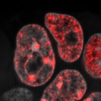 DNA-Replikation in embryonalen Stammzellen der Maus