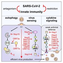 Wechselwirkungen zwischen SARS-CoV-2-Proteinen und dem angeborenen Immunsystem.