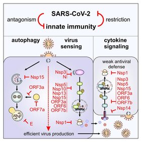 Wechselwirkungen zwischen SARS-CoV-2-Proteinen und dem angeborenen Immunsystem.