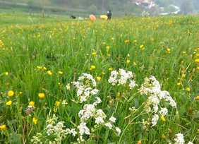 Wiese mit Blumen