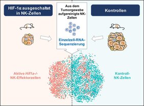 Einzelzell-RNA-Sequenzierung zeigt ein erhöhtes Aktivitätspotenzial von Tumor-infiltrierten NK-Zellen, in denen HIF-1α ausgeschaltet ist. Jeder Punkt entspricht dem Transkriptionsprofil einer einzigen NK-Zelle.
