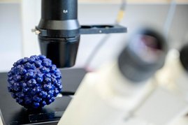 Forschende haben einen Wirkstoff gefunden, der Hepatitis-E-Viren an der Vermehrung hindert. 