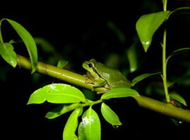 Gefährdet: der Laubfrosch. Rote Liste