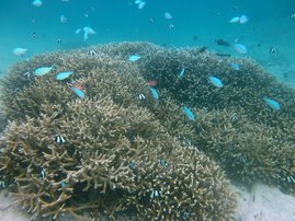 Bild der untersuchten Staghorn-Koralle (Acropora cf. pulchra).  
