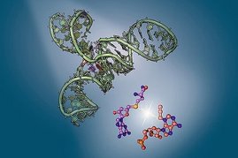 Das Ribozym SAMURI (Kristallstruktur in grün) bietet den strukturellen Rahmen für die Katalyse der chemischen Reaktion zur Übertragung der RNA-Modifikation. Das Ribozym SAMURI (Kristallstruktur in grün)