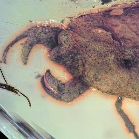 In Bernstein konserviert: Die neu entdeckte Wanzenart Carcinonepa libererrantes