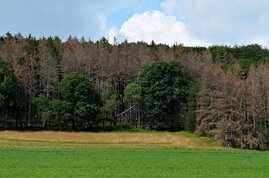 Waldrand mit abgestorbenen Bäumen