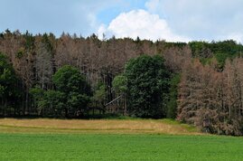 Waldrand mit abgestorbenen Bäumen