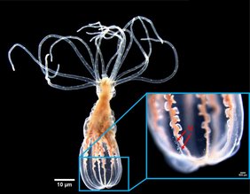 Die Seeanemone Nematostella vectensis. Die Seeanemone Nematostella vectensis.