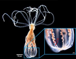 Die Seeanemone Nematostella vectensis.