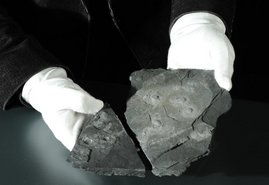 Gesteinsplatte aus Gabun mit mehreren Fossilien Gesteinsplatte aus Gabun mit mehreren Fossilien