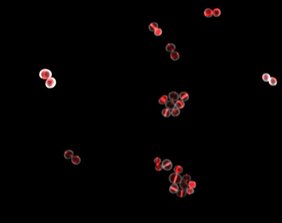 Bakterium Staphylococcus aureus