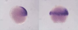 Zellen in Zebrafisch-Embryonen 