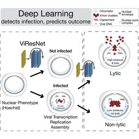 Deep Learning erkennt Virusinfektionen und sagt akute, schwere Ausbrüche voraus.