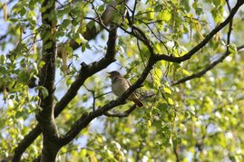 Nachtigallen zeichnen sich durch ihre bemerkenswerte stimmliche Flexibilität aus. Während ihrer nächtlichen Gesangsduelle passen sie sowohl die Tonhöhe, als auch das Timing ihrer Gesänge an die ihrer Konkurrenz an. Nachtigall auf einem Ast