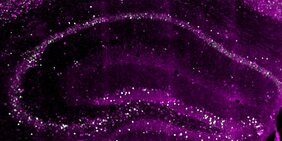 Querschnitt durch den Hippocampus einer Maus