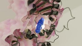 Ein detaillierter Blick in das Innere eines Proteins. 