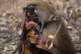 Ein männlicher Guinea-Pavian (Papio papio) verschlingt gierig seine Beute: ein junges Buschbock-Kitz 