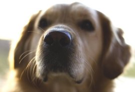Hundekopf