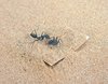 Eine Arbeiterin der Ameisenart Cataglyphis niger versucht in einem Verhaltenstest, eine festgehaltene Nestgenossin zu befreien.