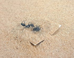 Eine Arbeiterin der Ameisenart Cataglyphis niger versucht in einem Verhaltenstest, eine festgehaltene Nestgenossin zu befreien. Eine Arbeiterin der Ameisenart Cataglyphis niger versucht in einem Verhaltenstest, eine festgehaltene Nestgenossin zu befreien.