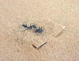 Eine Arbeiterin der Ameisenart Cataglyphis niger versucht in einem Verhaltenstest, eine festgehaltene Nestgenossin zu befreien. Eine Arbeiterin der Ameisenart Cataglyphis niger versucht in einem Verhaltenstest, eine festgehaltene Nestgenossin zu befreien.