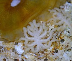Adultes Männchen von Pycnogonum litorale, fressend an einer Seeanemone. Adultes Männchen von Pycnogonum litorale, fressend an einer Seeanemone.