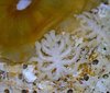 Adultes Männchen von Pycnogonum litorale, fressend an einer Seeanemone.