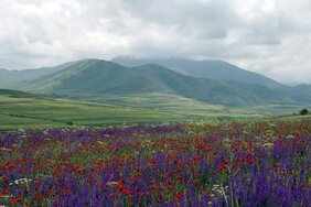 Wildkräuter des armenischen Hochlands