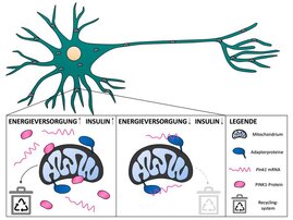 Bei aktivem Insulin-Signal werden Pink1-mRNA-Moleküle freigegeben, zur Herstellung des PINK1-Proteins genutzt und defekte Mitochondrien effizient recycelt. Ohne Insulin-Signal bleiben die mRNA-Moleküle gebunden, das Mitochondrien-Recycling wird reduziert