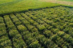 Feldversuche mit doppelhaploiden Linien einer europäischen Maislandrasse. 