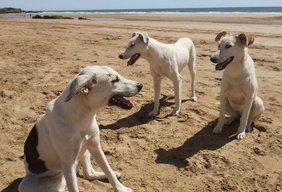Neue Methode offenbart Charakter von Hunden drei Hunde an einem Strand