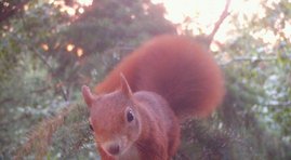 Ein rotes Eichhörnchen in der Baumkrone einer Douglasie.