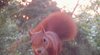 Ein rotes Eichhörnchen in der Baumkrone einer Douglasie.