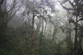 Nebelwald am Kilimanjaro. 